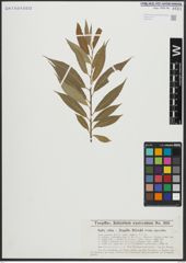 Foto von Salix alba L. x Salix fragilis L.